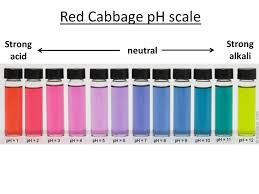 Red Cabbage Indicator Color Chart Www Bedowntowndaytona Com