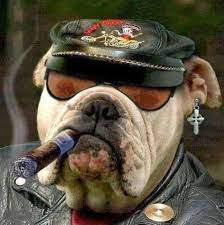 I Ll Be Back Pet Supplies Near Me Dog Food Dog House Dog Quotes Funny Funny Dogs Dogs