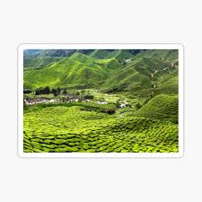 Check spelling or type a new query. Cameron Highlands Tea Plantation Sticker By Okanaganphoto Redbubble