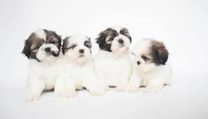 The very rare imperial shih tzu puppies, tiny type shih tzu puppies, and standard shih tzup puppies!our shih tzu puppies do sell rather quickly, so if you don't see exactly what you're looking for, or if the shih tzu puppy that you had. Teacup Shih Tzu Dog 12 Amazing Facts You Should Know About