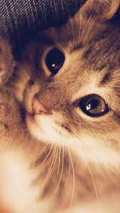 37 Trendy Cats Tumblr Wallpaper Iphone Wallpapers Kitten Wallpaper Cute Cat Wallpaper Kittens Cutest