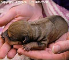 Ssexing A Newborn Puppy Amy Smock Puppies Newborn Puppies Pets