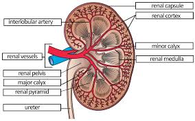 A nephron is to the urinary system as the _ is to the also see kidney and nephron coloring. Urinary System Labeling Key