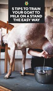 I have used the eze milker for years on my cows and goats, but am concerned about not having the pulsator action. How Train Your Goat To Milk On A Stand The Easy Way
