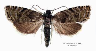 Image result for Cydia strobilella