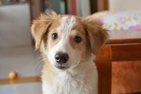 Taurin Fur Den Hund Zufuttern Richtige Dosierung Oder Ist Es Schadlich