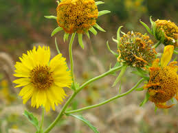 Image result for Verbesina encelioides