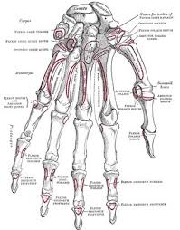 Only muscle i couldn't find a good picture of is the subscapularis muscle. Anatomy Of Hand Wrist Bones Muscles Tendons Nerves Pictures