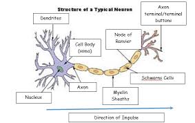 Maybe you would like to learn more about one of these? The Structure And Function Of Sensory Relay And Motor Neurons Psychology Hub