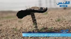 التعرف على أنواع الفطر السام مهارة ضرورية للتمييز بينها وبين الأنواع الأخرى الصالحة للأكل، فعلى سبيل المثال نجد فطر الأمانيتا الشائع من أمثلة الفطر السام الواجب تجنبه. Ø§Ù„ÙØ·Ø± Ø§Ù„Ø¨Ø±ÙŠ Ø¨Ø§Ù„ÙƒÙˆÙŠØª ØªÙ†Ø§ÙˆÙ„ÙˆØ§ Ø§Ù„Ø£Ø¨ÙŠØ¶ ÙˆØ§Ø­Ø°Ø±ÙˆØ§ Ø§Ù„Ø£Ø³ÙˆØ¯ ÙˆØ§Ù„Ø¨Ù†ÙŠ