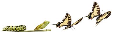 Image result for images butterfly transformation