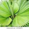 Cara membuat ketupat kelupis daun palas mp3 duration 9:32 size 21.82 mb. 1