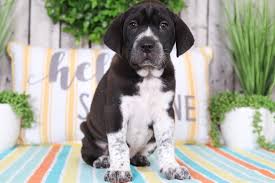 Best puppies for sale does not house, purchase, raise or accept funds for puppies. Reece Beautiful Mini Walrus Puppies Online