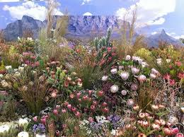 Plants Of South Africa South Africa South Africa Travel Cape Town South Africa
