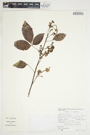 Image result for Allophylus africanus