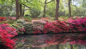 Richmond park, in the london borough of richmond upon thames, was created by charles i in the 17th century as a deer park. Friends Of Richmond Park Videos Facebook