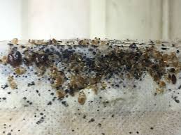 Image result for bedbugs on mattress