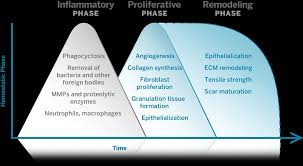 Image result for Wound Repair