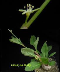 Image result for Oxygonum dregeanum