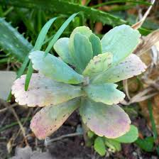Image result for Kalanchoe marmorata