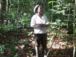 Image result for Warneckea sp.