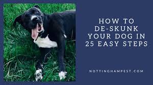 How To De Skunk Your Dog Nottingham Pest Control Your Pest Control Solutions Provider