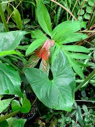 Image result for Disperis johnstonii