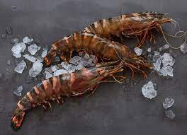 seatiger garnelen garnelen garnelen kaufen rezepte mit garnelen