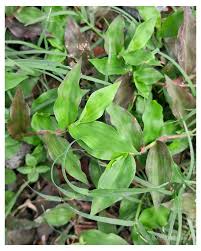 Image result for Oplismenus compositus