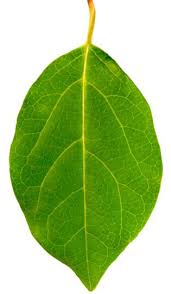 Aadk Seberang Perai Utara Maklumat Asas Ketum Nama Saintifik Pokok Ketum Ialah Mitragyna Speciosa Korth Kegunaannya Banyak Digunakan Sebagai Ubat Tradisi Dan Dadah Narkotik Jenis Jenis Pokok Malar Hijau Daun Berwarna Hijau