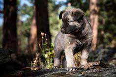 380 Dogs 3 Ideas In 2021 Dogs American Alsatian Alsatian