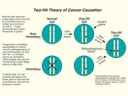 Knudson S Two Hit Theory Of Cancer Causation Fox Chase Cancer Center Philadelphia Pa