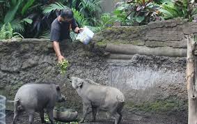 Kebun binatang bandung terletak di jalan tamansari bandung (bersebelahan dengan kampus itb) merupakan salah satu obyek wisata yang populer di kota bandung terutama pada hari minggu dan. Kebun Binatang Tutup Saat Pandemi Covid 19 Satwa Dirawat Penuh Ekstra