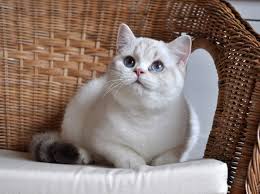 Black And White British Shorthair Cat British Shorthair Silver Tortoise Color Point With White British Shorthair British Shorthair Cats Cat Spray
