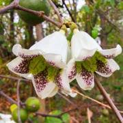 Image result for Rothmannia urcelliformis