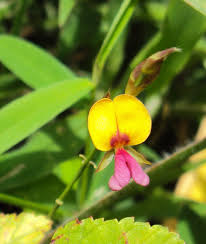 Image result for Alysicarpus