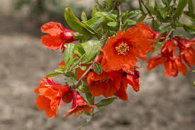 Pomegranate Flower: A Bright Fragrance ? FloraQueen