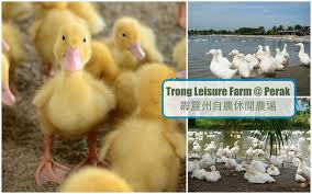 Trong leisure farm ile olan mesafe: Alwaystravelicious On Twitter Trong Leisure Farm Resort Perak Https T Co Mf7gtbuyic Perak Malaysia Travel Ducks Https T Co T9vjyup1fd