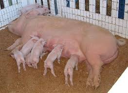 Types Of Hog Pens Pigpens From Farrowing To Finishing Pig Animal Pen Pig Farming