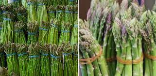 Growing Asparagus Hydroponically A Full Guide Gardening Tips
