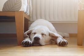 We did not find results for: Lowcountry Style Living What Is The Best Hardwood Flooring For Dogs