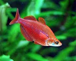 Aquariumdomain Com Rainbow Fish Aquarium Fish Fish