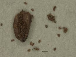 Image result for Striga aspera