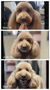 Groomers Uplifting Groomers