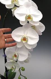 White Phalaenopsis Orchids All Year Flores Phalaenopsis Orchid Care Flowers Orchid Plants