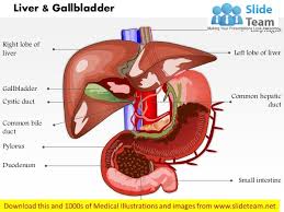 Take a look at the diagram of the eyeball above. Liver And Gall Bladder In Human Body Medical Images For Powerpoint