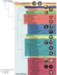 Image result for Polyceratocarpus gossweileri