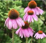 Native Plant Swap with Huron-Clinton Metroparks