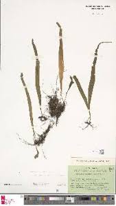 Image result for Lepisorus schraderi