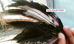 Sayap yang double sebelah kiri ada 2 dan sebelah kanannya cuma 1.hanya saja sayap doublenya berukuran kecil, tidak sama dengan ukuran sayap yang normalnya. Kelebihan Memilih Ayam Aduan Dengan Sayap Double